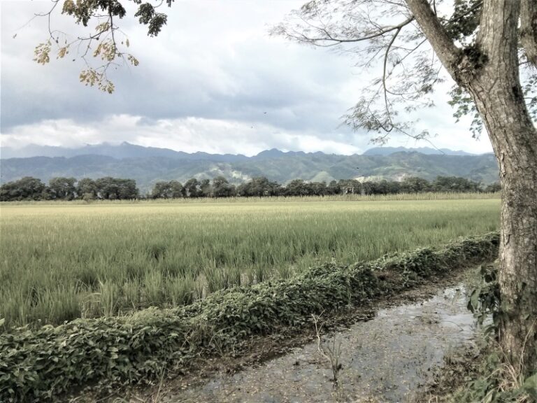 Rice fields in Guate