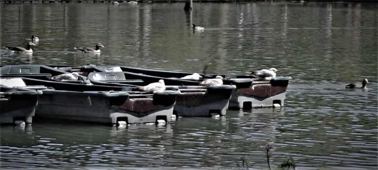 Barques del Parc de la Ciutadella