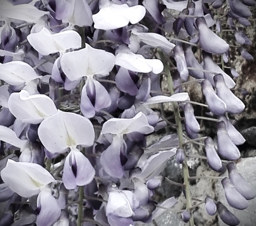 Cascading bloom