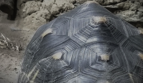 Slow and steady…
