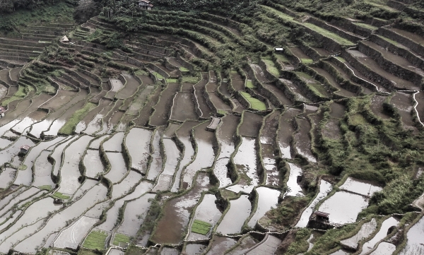 Rice fields of Banaue
