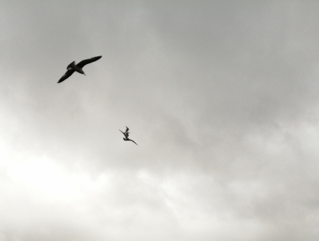 Observatório de Aves