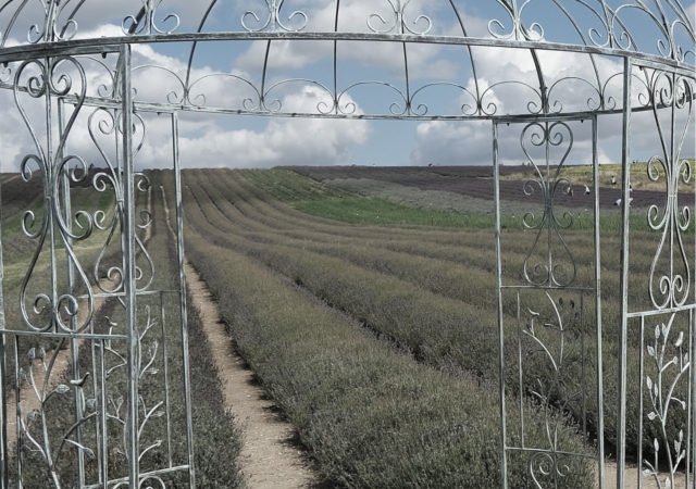 Hitchin Lavender Farm